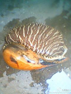 大海螺这是什么海螺有……