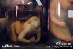 这个时什么生物？求大……