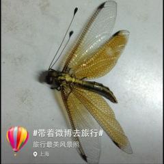 谁认识这是什么昆虫？……