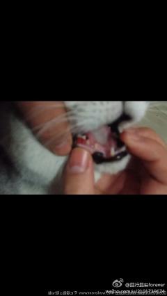 求助！猫咪牙齿外侧长……