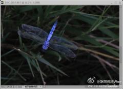 松雅湖拍到的蓝色的蜻……