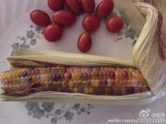 这彩色玉米是转基因食……