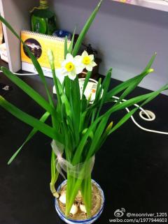 实验室的植物开花了，……
