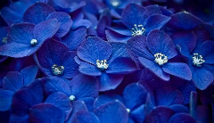 深蓝色的花四个花瓣白……