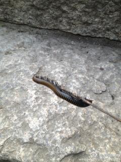 在香山发现的奇异虫子……