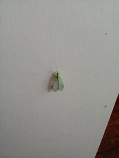 谁能告诉我这是什么虫……