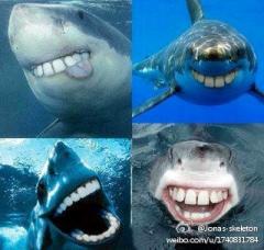 鲨鱼的牙齿为什么是尖……