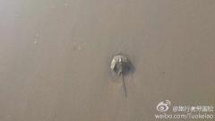 这是什么海生物？求网……