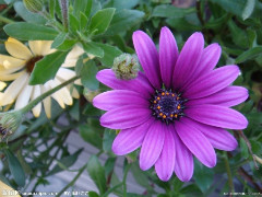 12片花瓣为紫色扇形……