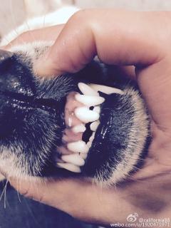 狗狗缺了半颗牙，不知……
