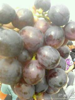 谁知道这个葡萄是什么……