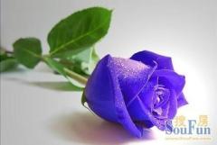 谁知道蓝玫瑰的花语是……