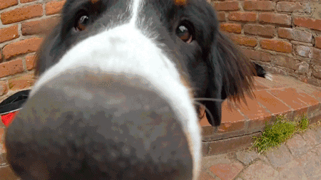 狗狗总想跟我碰鼻子，是爱上我了吗？