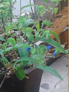 谁知道这个小蓝花和小……