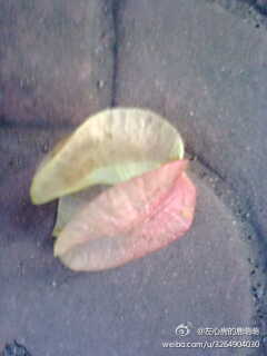 这个是什么树的叶子？……