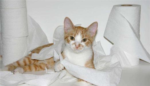 猫咪不咬玩具喜欢咬纸怎么办？