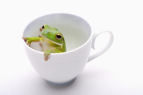 “温水煮青蛙”没毛病？青蛙真的那么蠢吗？