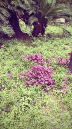 紫色的三叶草，到底是……
