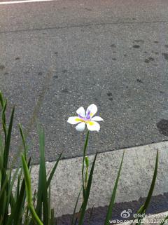 路边的小花，谁能告诉……