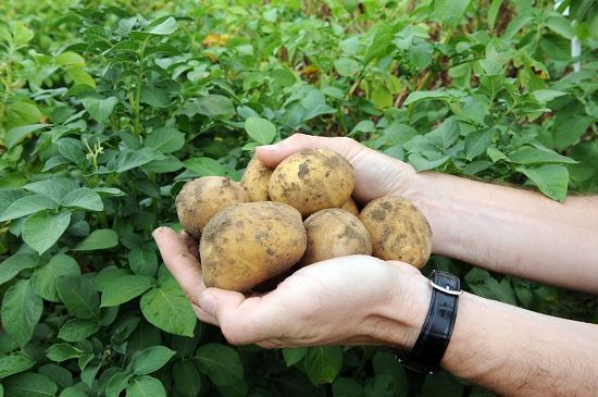 种土豆