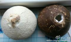 黑椰子和白椰子，哪个……