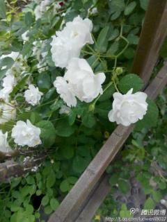 有谁知道白玫瑰的花语……