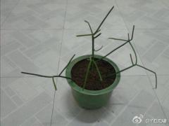 有谁知道这是什么植物……