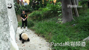 求抱抱：顽皮熊猫抱住饲养员不让离开