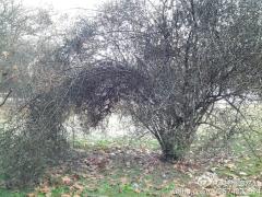 2米高的落叶灌木，全……