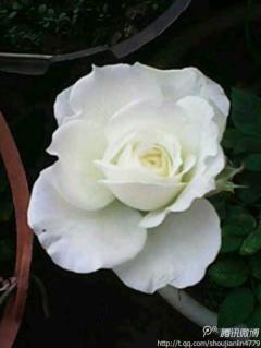 有谁知道白色的玫瑰代……