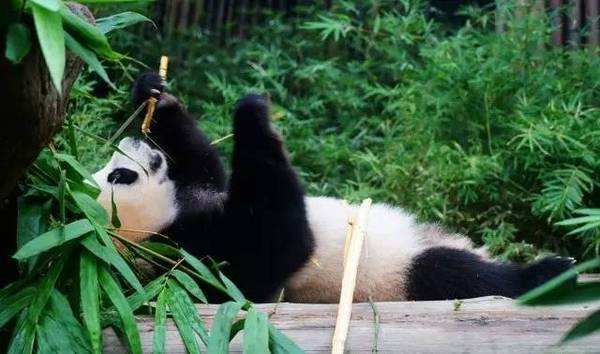 求抱抱：顽皮熊猫抱住饲养员不让离开
