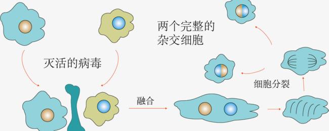 细胞融合图图片