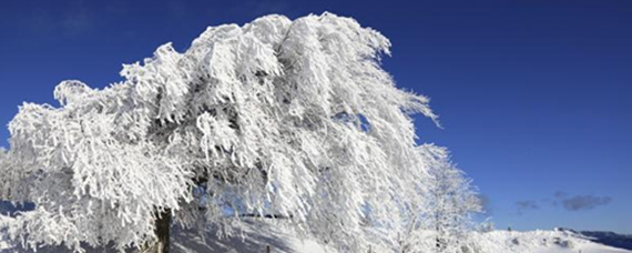 皑皑白雪的意思图片