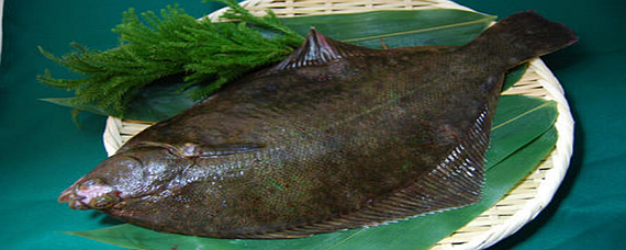 扁平鱼种类图片图片