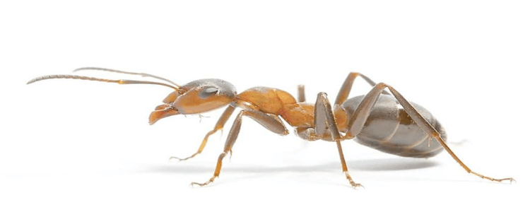世界上已知的蚂蚁有多少种