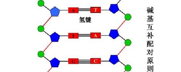 核苷酸的连接方式图示图片