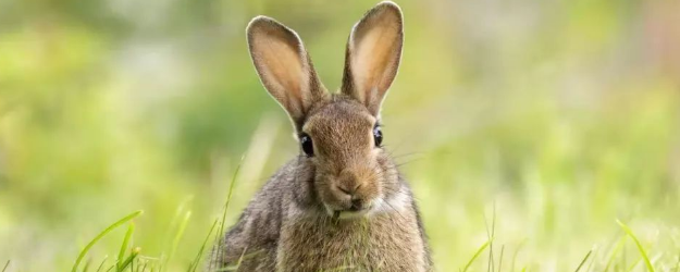 兔子的祖先是谁动物图片
