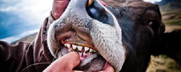 牛牛的牙齿图谱图片