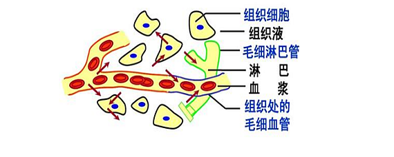 影响组织液生成和回流的因素有哪些