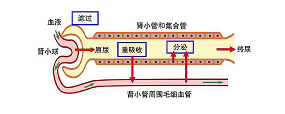 肾小管物质交换示意图图片