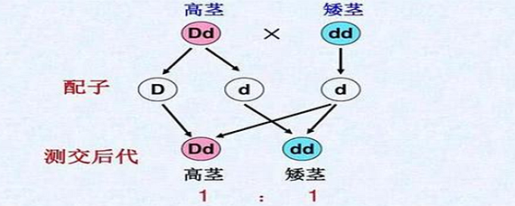 测交的遗传图解怎么画图片