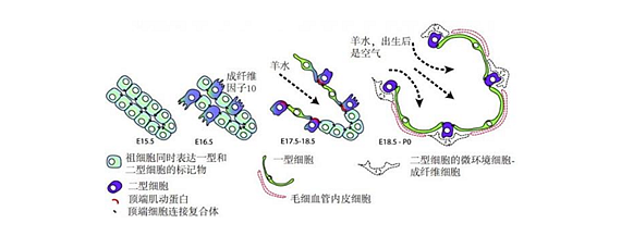 肺泡上皮细胞图片