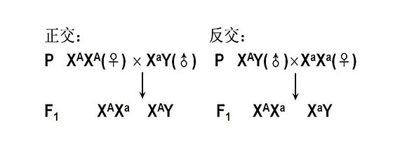 正交反交图解图片