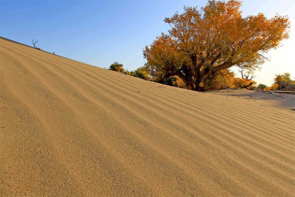 沙漠的沙子可以用来填海或者建楼吗