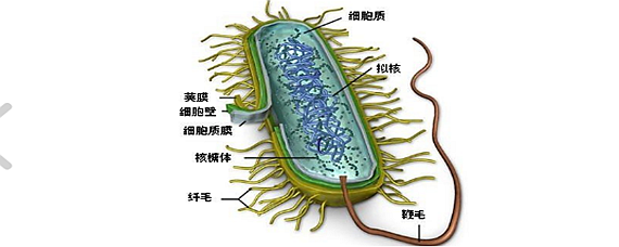 立克次体形态图片