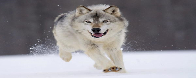 西伯利亚大尾巴狼图片图片