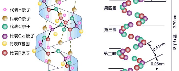 属于蛋白质二级结构是什么