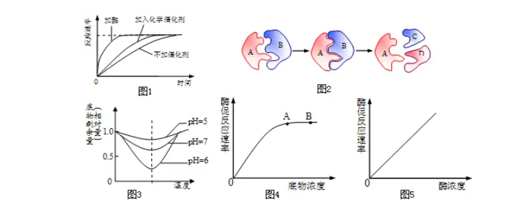 底物浓度如何影响酶活性