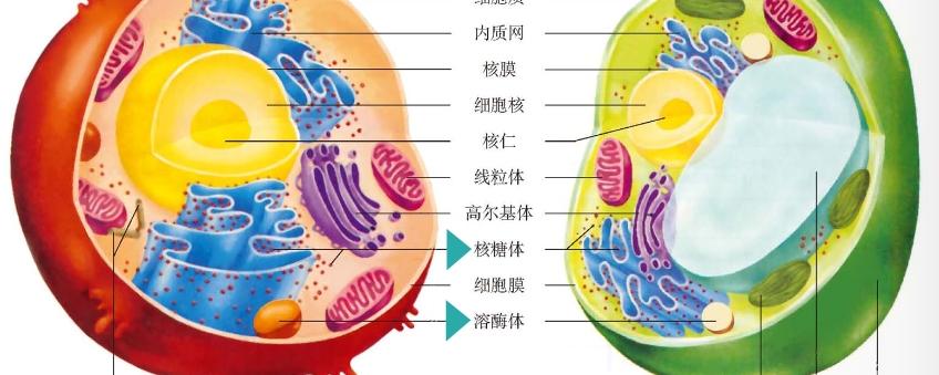 质体分为哪三类