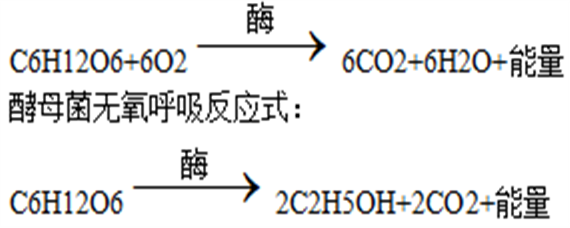 酵母菌有氧呼吸和无氧呼吸的方程式